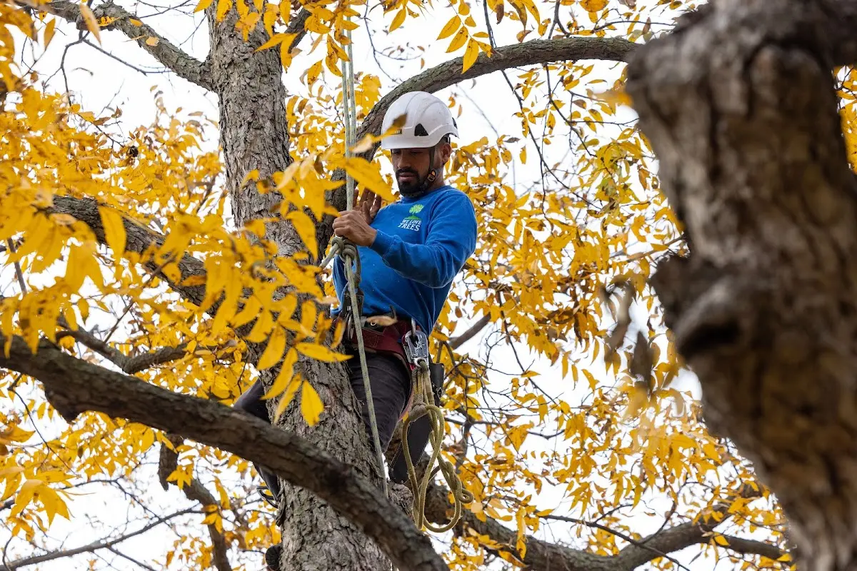 Skilled Tree Trimming crew working in Dixon